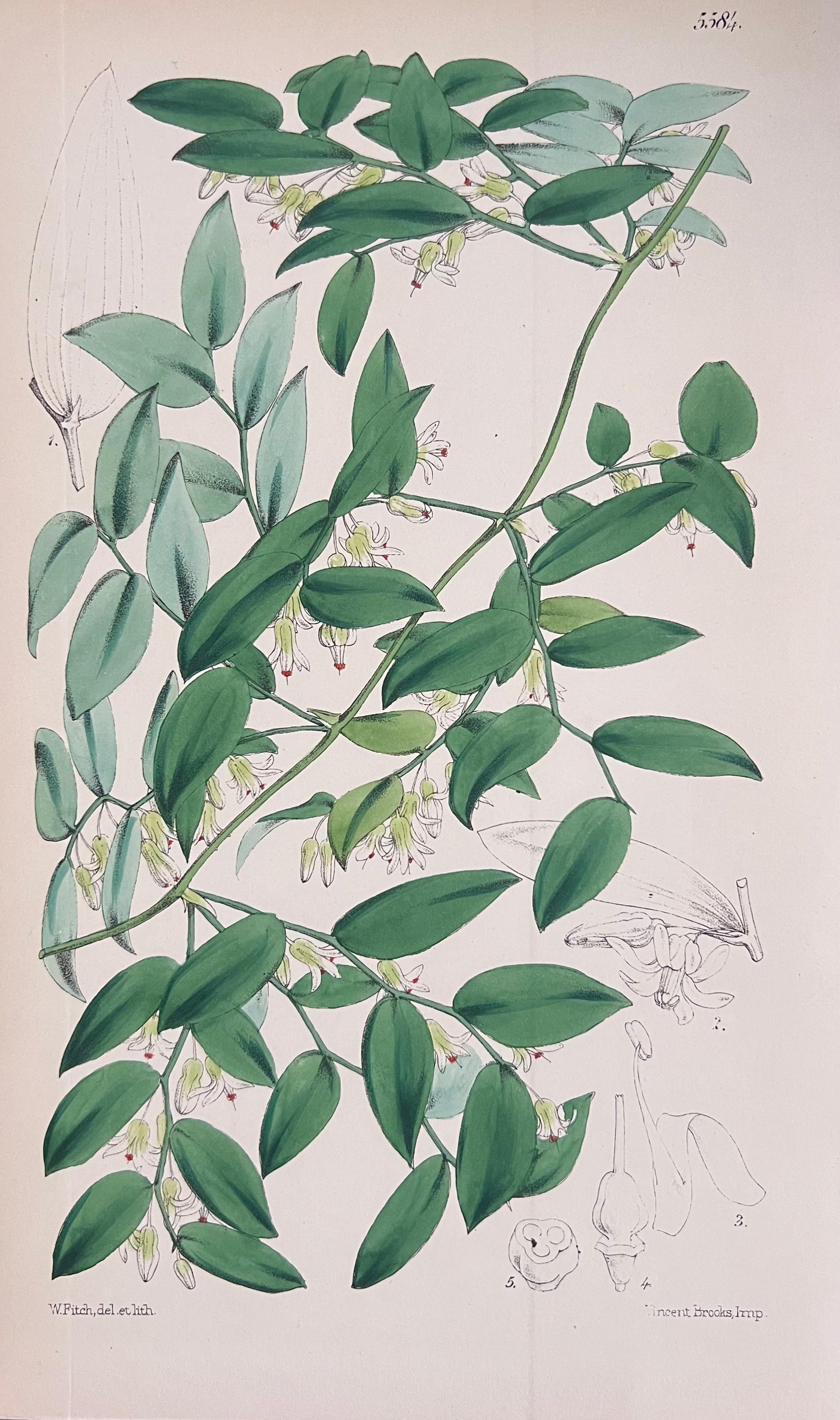 Set of Six Fine Antique British Hand Coloured Botanical Prints, circa 1900's - Gray Still-Life Print by Unknown