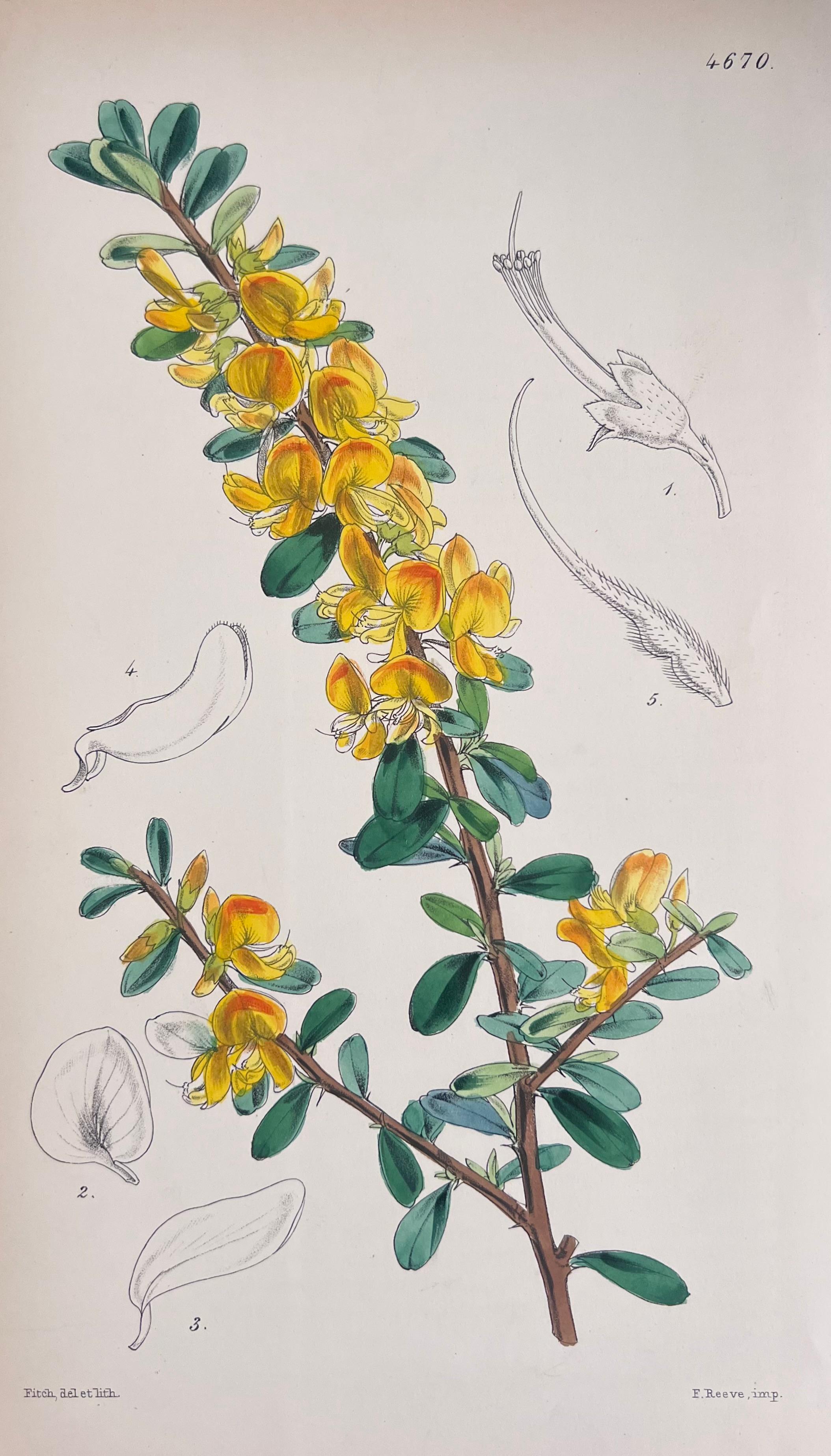 Set of Six Fine Antique British Hand Coloured Botanical Prints, circa 1900's - Art Deco Art by Unknown