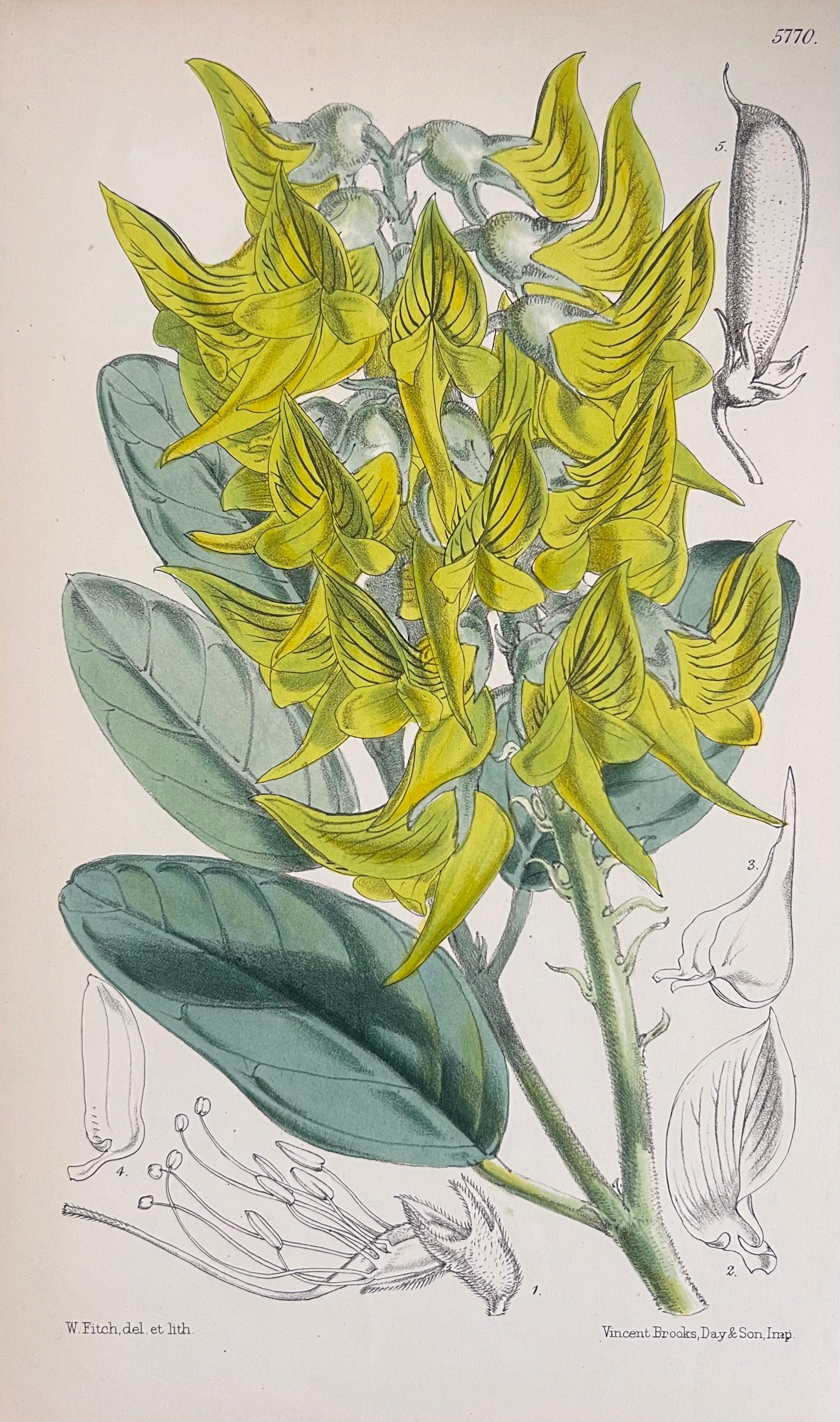 Set of Six Fine Antique British Hand Coloured Botanical Prints, circa 1900's - Art Deco Art by Unknown
