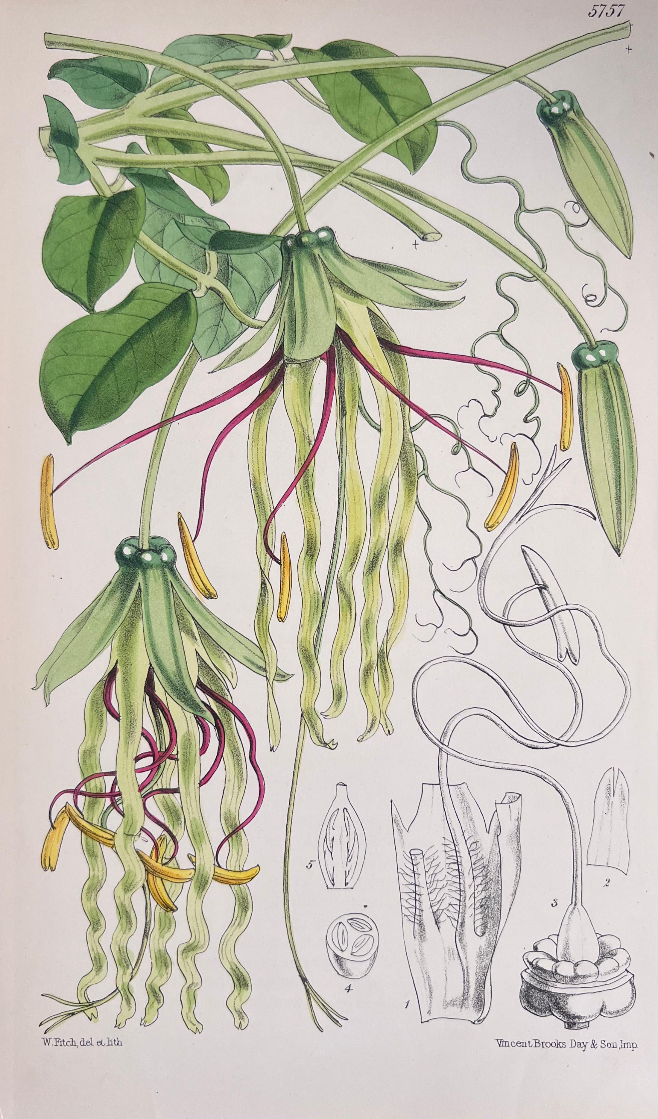 Set of Six Fine Antique British Hand Coloured Botanical Prints, circa 1900's - Gray Still-Life Print by Unknown