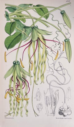 Set of Six Fine Antique British Hand Coloured Botanical Prints, circa 1900's