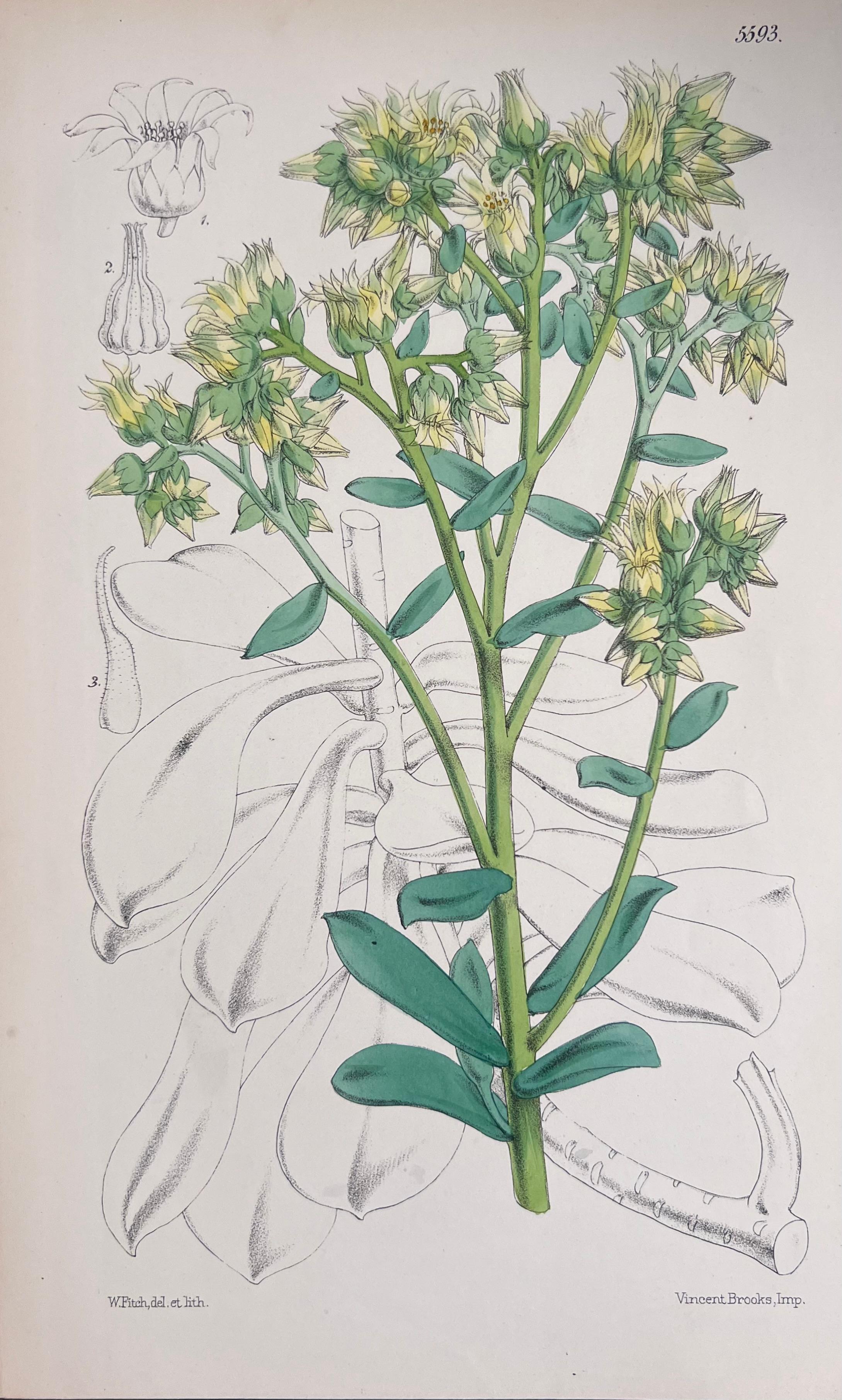 Set of Six Fine Antique British Hand Coloured Botanical Prints, circa 1900's - Gray Still-Life Print by Unknown