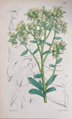 Set di sei raffinate stampe botaniche colorate a mano dell'Antique British, circa 1900