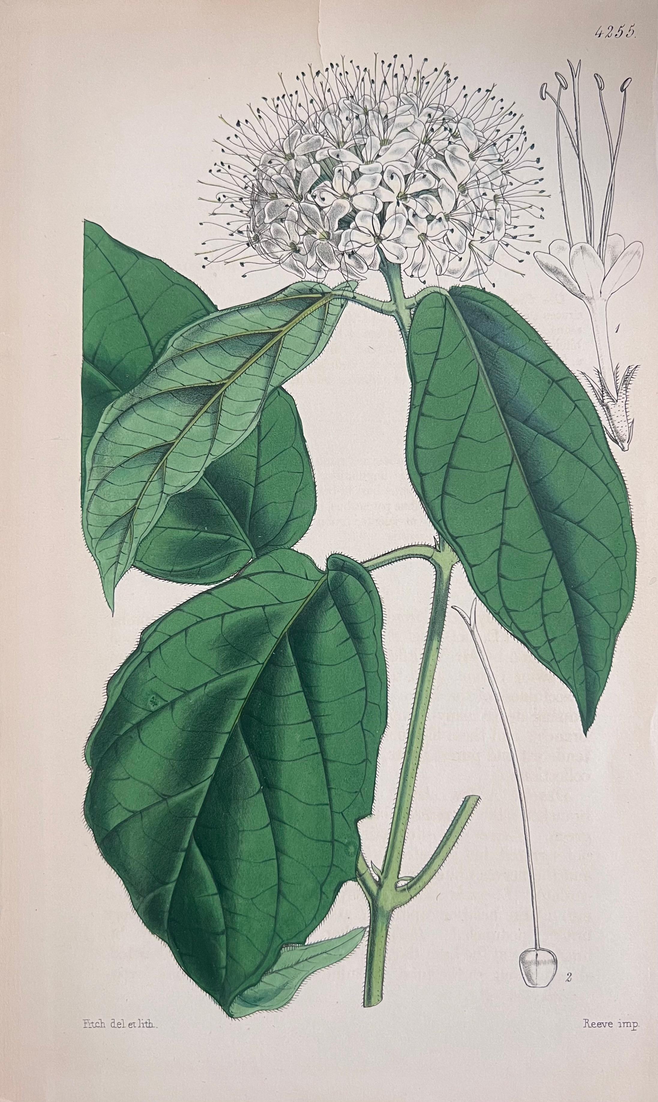 Set of Six Fine Antique British Hand Coloured Botanical Prints, circa 1900's - Art Deco Art by Unknown