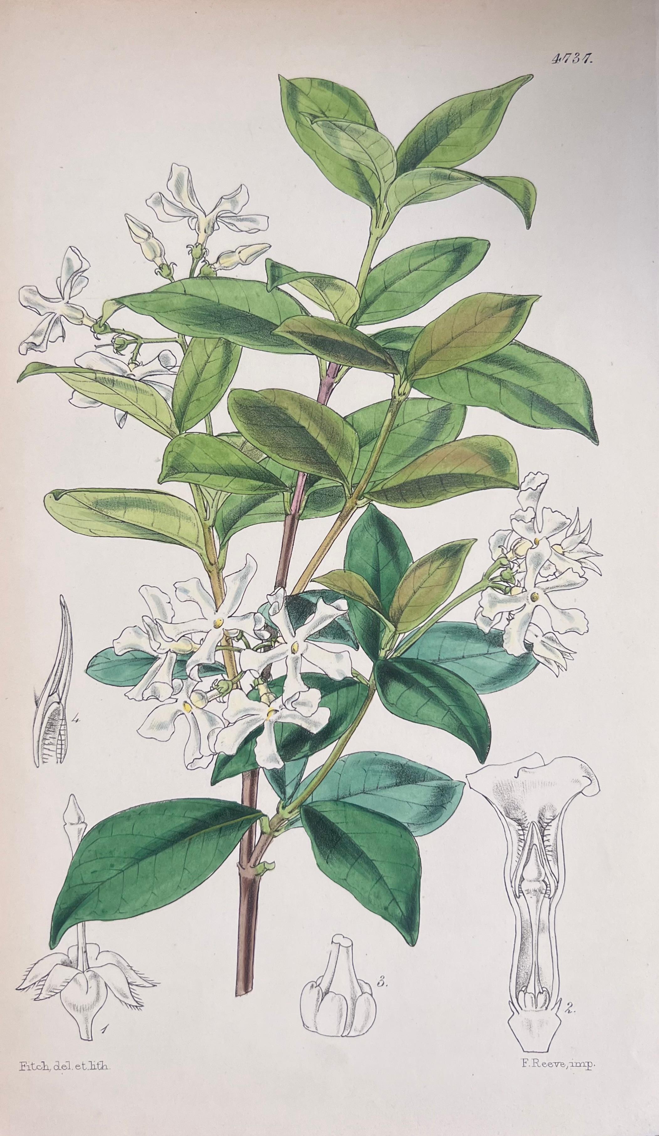 Set of Six Fine Antique British Hand Coloured Botanical Prints, circa 1900's - Gray Still-Life Print by Unknown