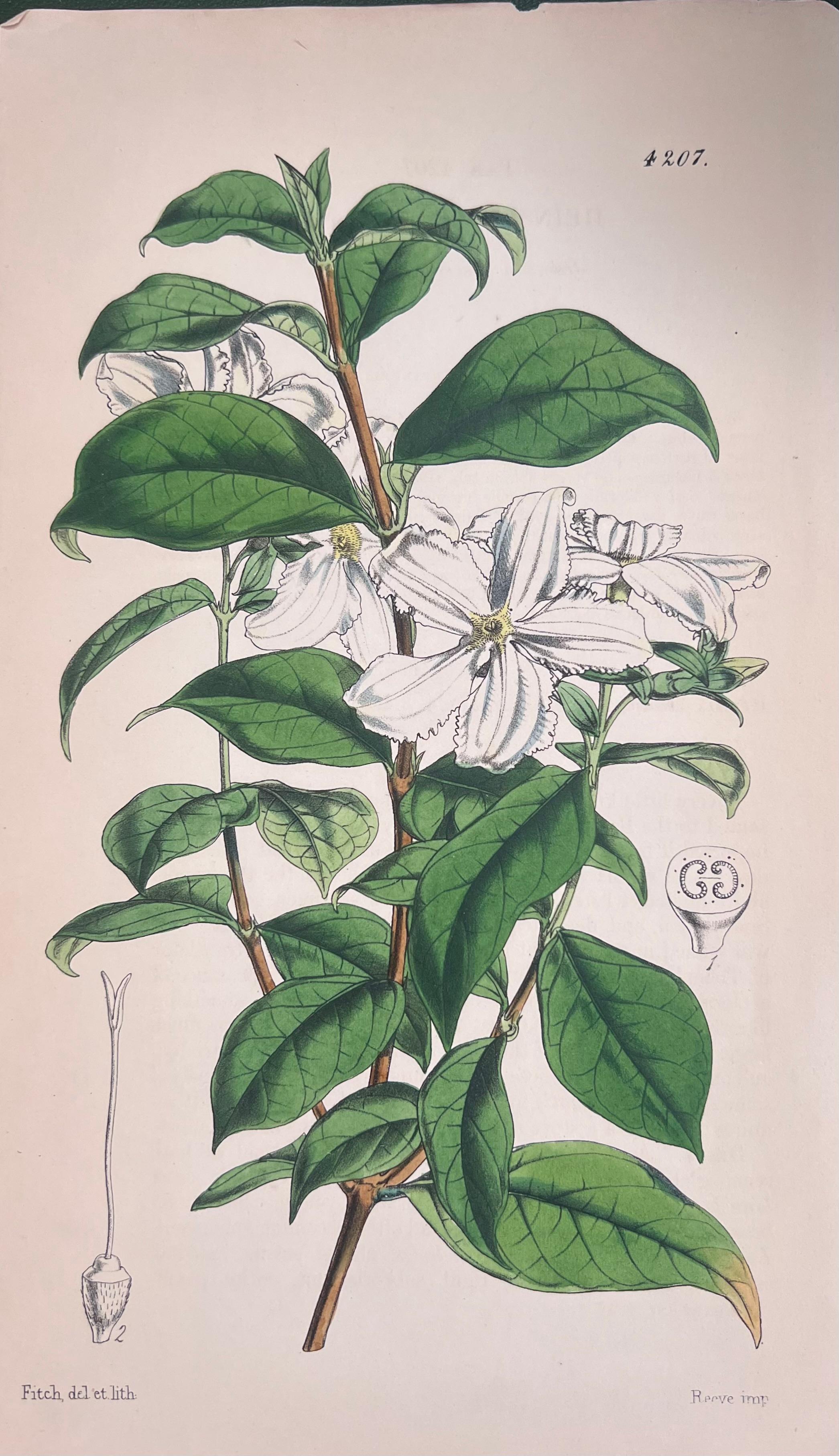 Set of Six Fine Antique British Hand Coloured Botanical Prints, circa 1900's - Gray Still-Life Print by Unknown