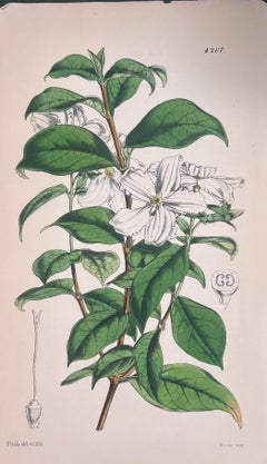 Conjunto de seis finos grabados botánicos británicos antiguos coloreados a mano, alrededor de 1900