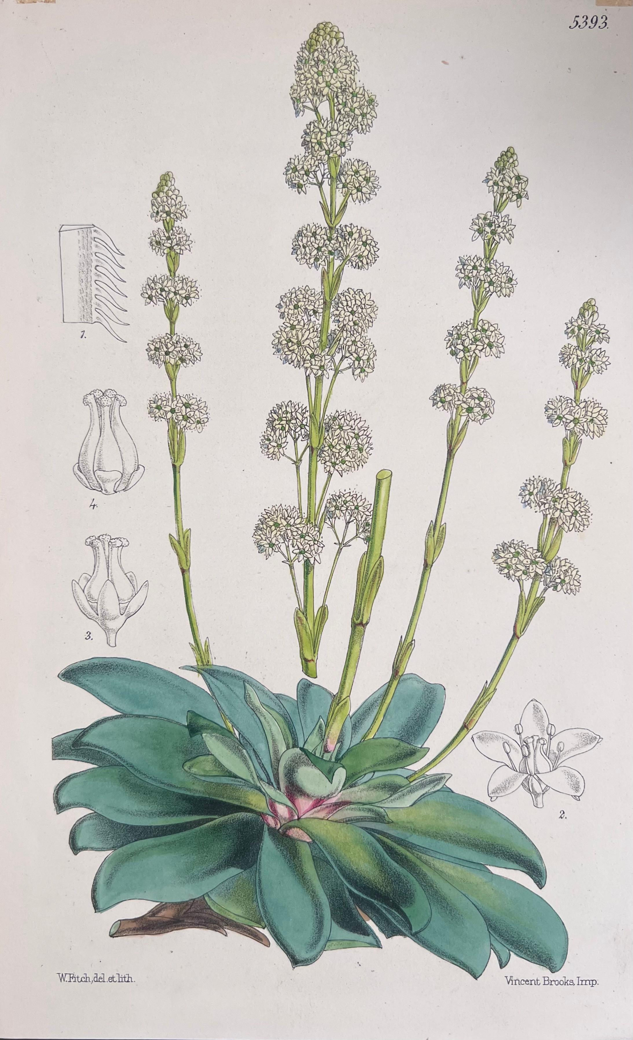 Satz von sechs feinen antiken britischen handkolorierten botanischen Drucken, um 1900 (Art déco), Art, von Unknown