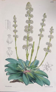 Set of Six Fine Antique British Hand Coloured Botanical Prints, circa 1900's