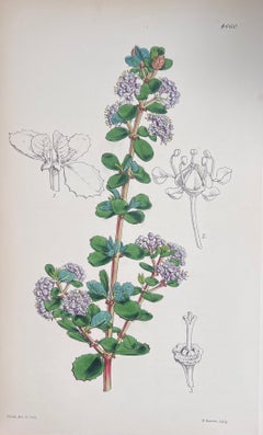 Ensemble de six belles estampes botaniques antiques britanniques colorées à la main, vers 1900