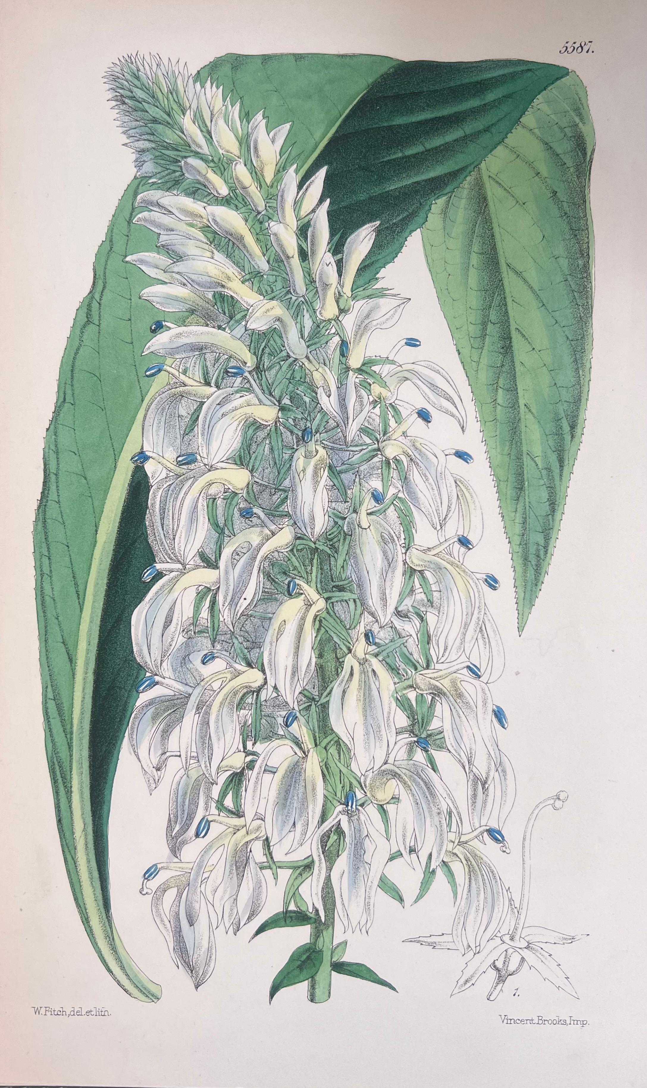 Satz von sechs feinen antiken britischen handkolorierten botanischen Drucken, um 1900 – Print von Unknown