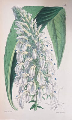 Set of Six Fine Antique British Hand Coloured Botanical Prints, circa 1900's