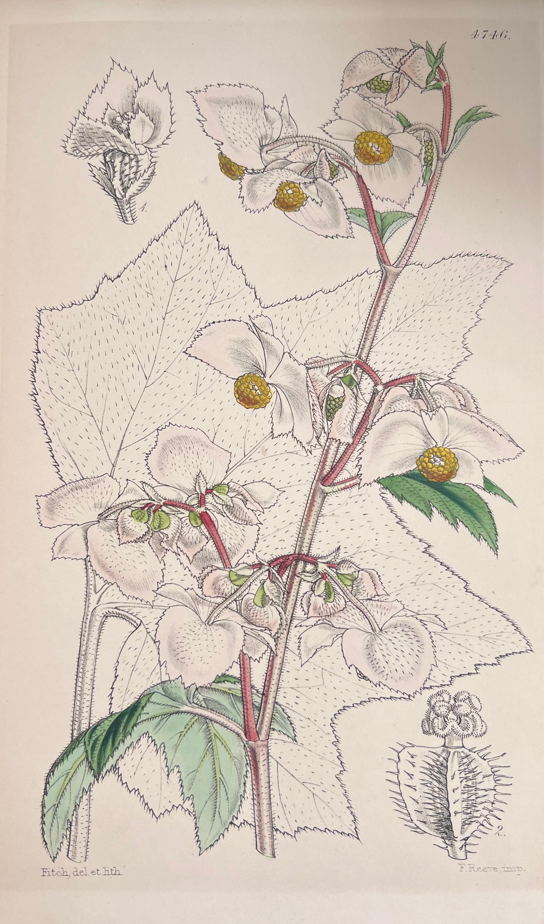 Satz von sechs feinen antiken britischen handkolorierten botanischen Drucken, um 1900 – Print von Unknown