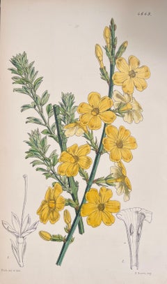 Ensemble de six belles estampes botaniques antiques britanniques colorées à la main, vers 1900