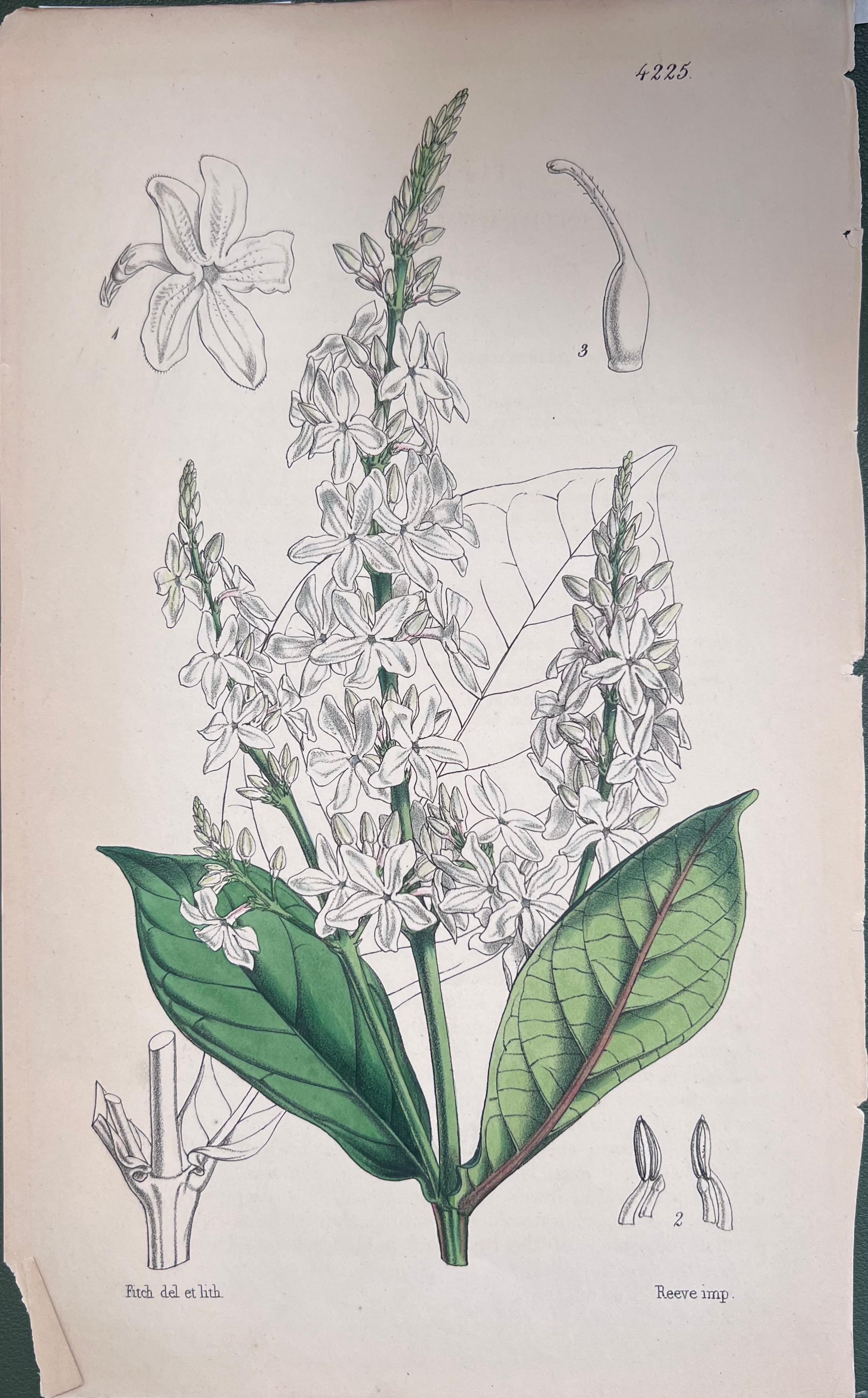 Set of Six Fine Antique British Hand Coloured Botanical Prints, circa 1900's - Beige Still-Life Print by Unknown