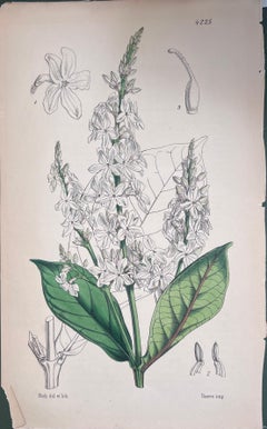 Set of Six Fine Antique British Hand Coloured Botanical Prints, circa 1900's