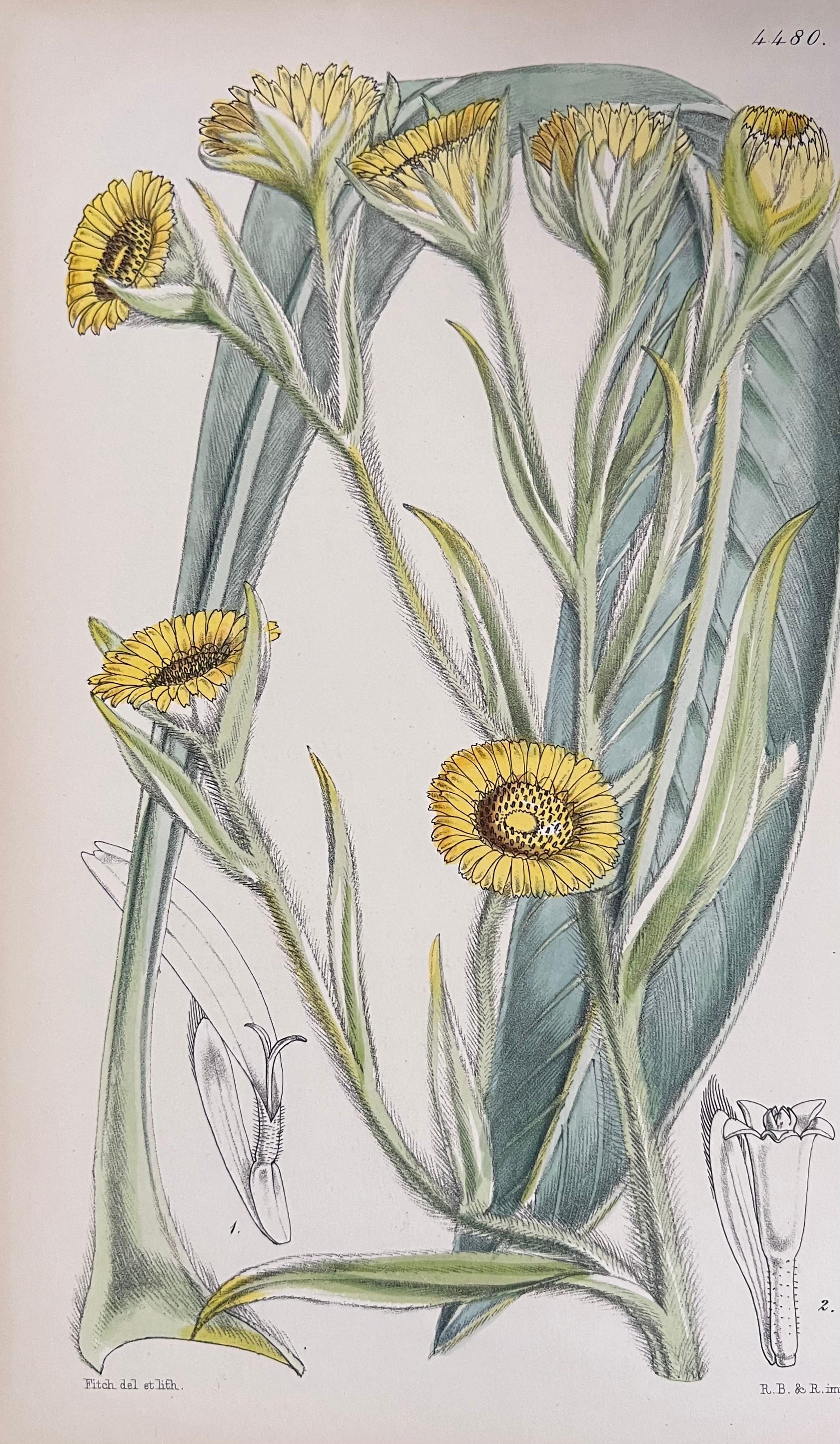 Satz von sechs feinen antiken britischen handkolorierten botanischen Drucken, um 1900 (Art déco), Art, von Unknown