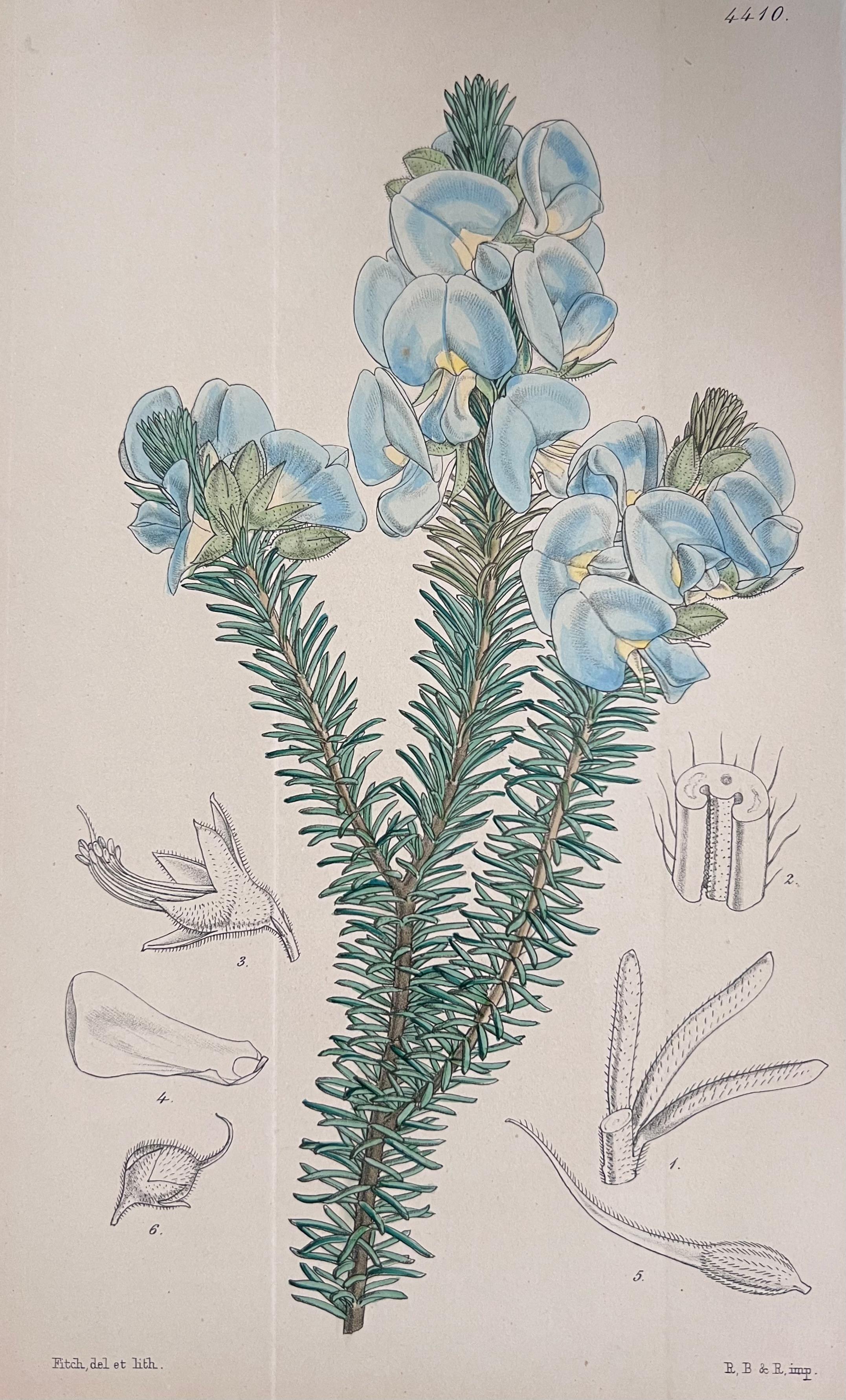 Satz von sechs feinen antiken britischen handkolorierten botanischen Drucken, um 1900 (Art déco), Art, von Unknown