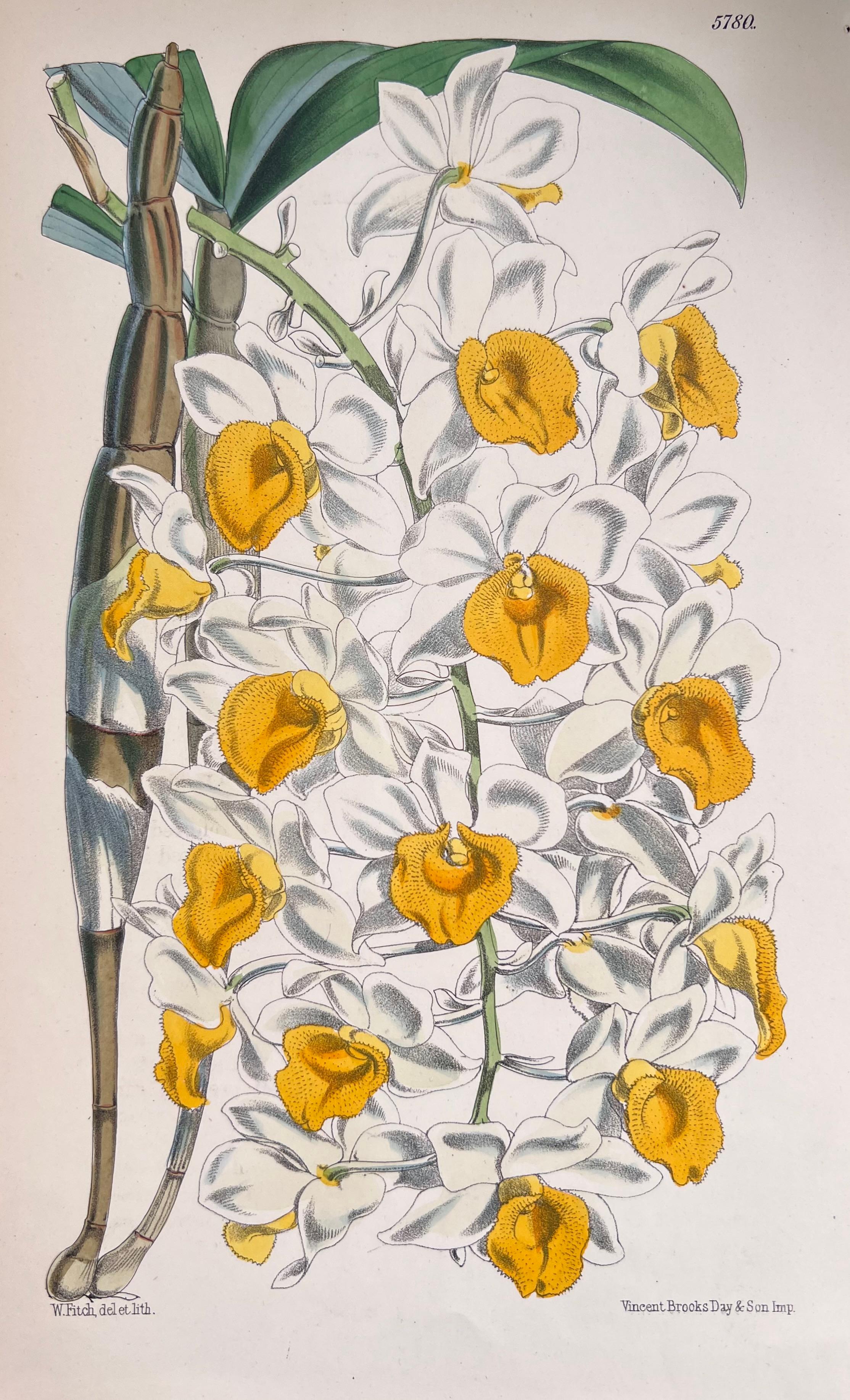 Satz von sechs feinen antiken britischen handkolorierten botanischen Drucken, um 1900 (Art déco), Art, von Unknown