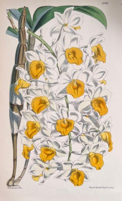 Set of Six Fine Antique British Hand Coloured Botanical Prints, circa 1900's