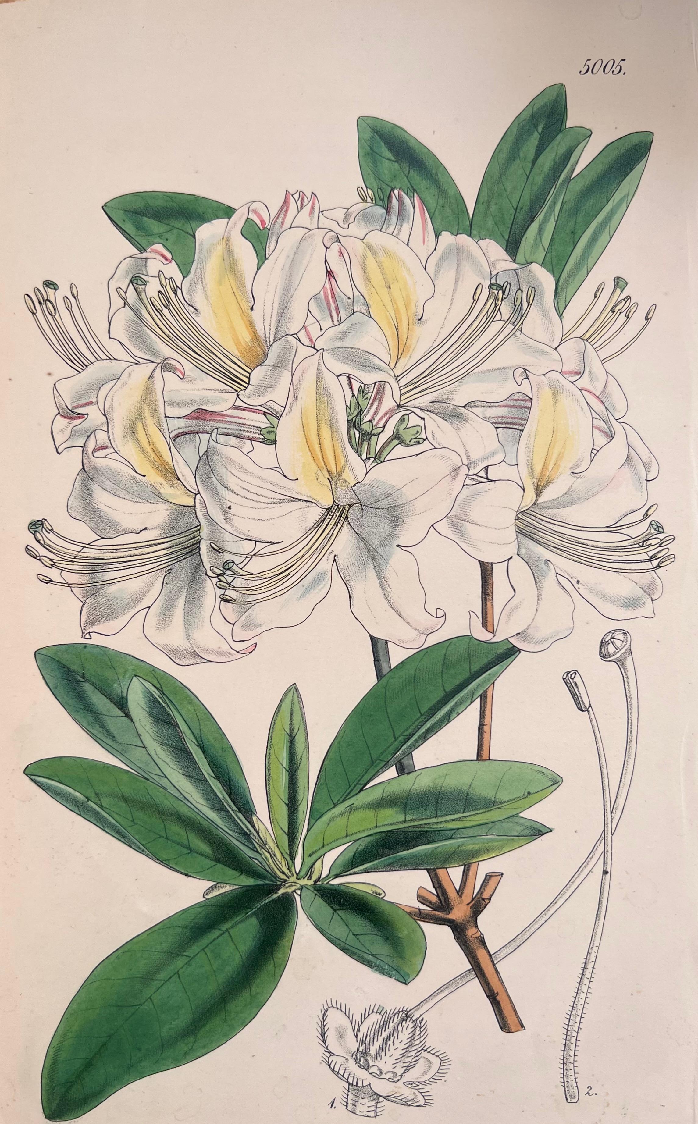 Satz von sechs feinen antiken britischen handkolorierten botanischen Drucken, um 1900 – Print von Unknown