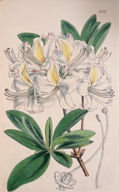 Set di sei raffinate stampe botaniche colorate a mano dell'Antique British, circa 1900