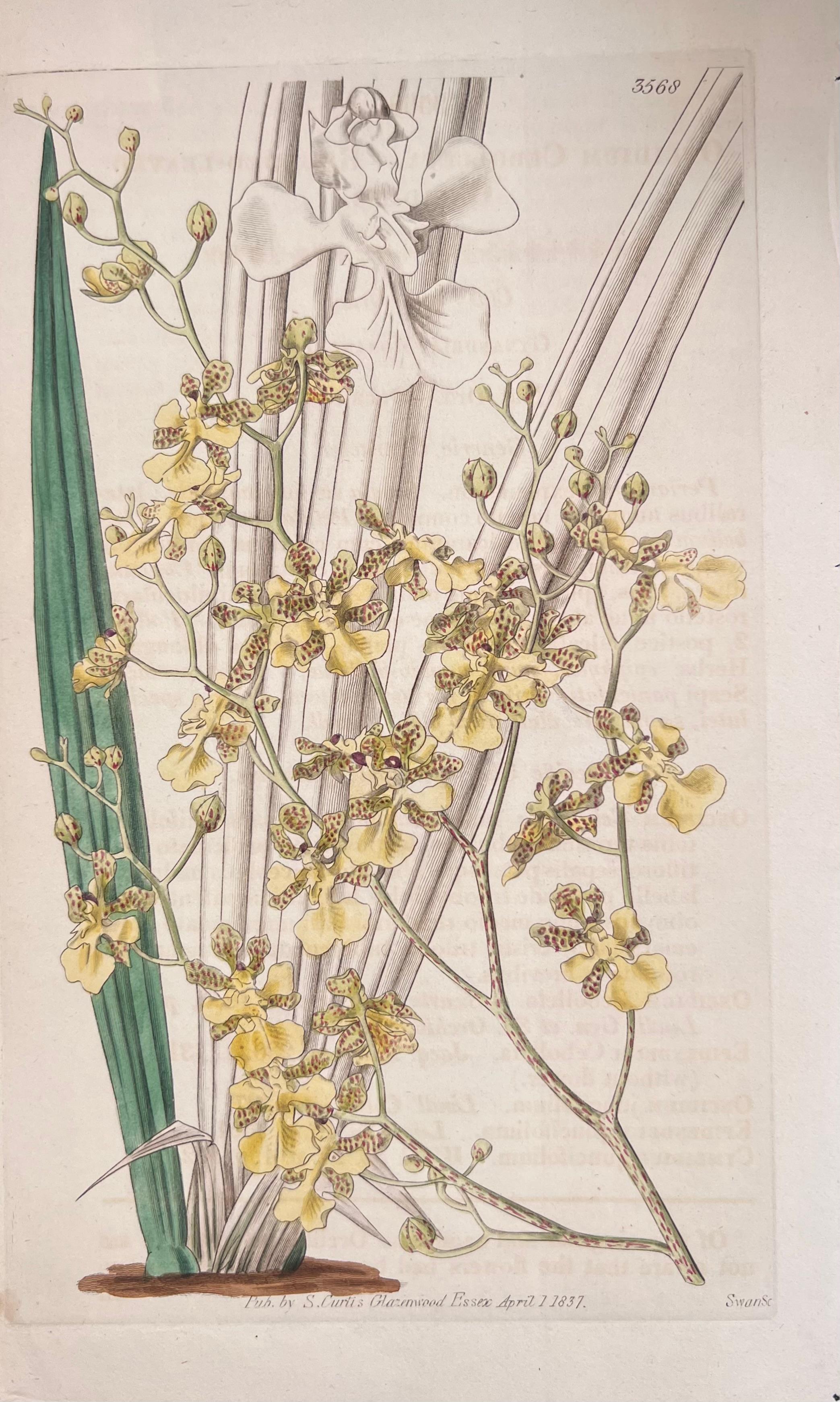 Set of Six Fine Antique British Hand Coloured Botanical Prints, circa 1900's - Art Deco Art by Unknown