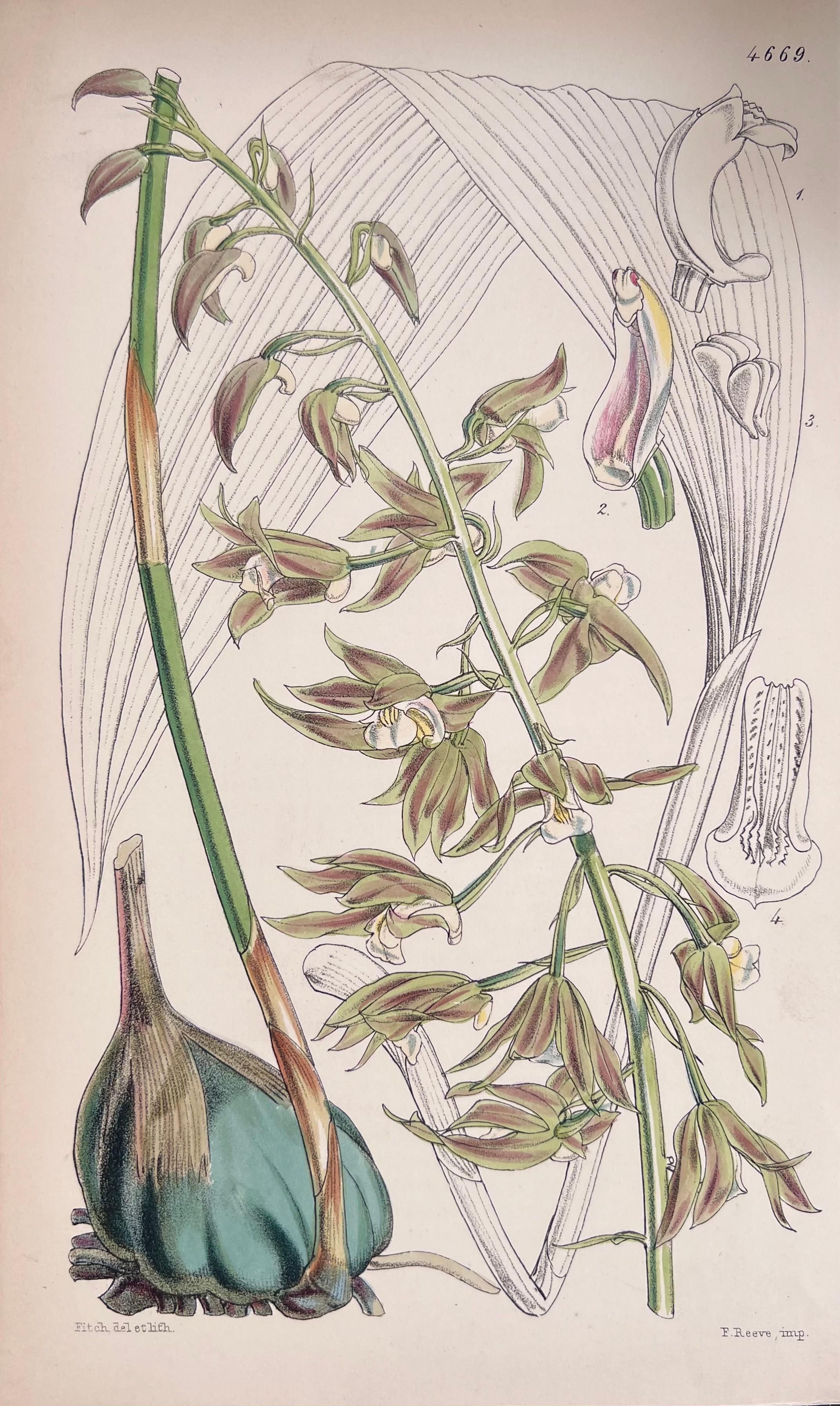 Set of Six Fine Antique British Hand Coloured Botanical Prints, circa 1900's - Art Deco Art by Unknown