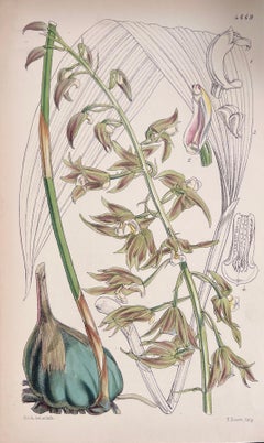 Set of Six Fine Antique British Hand Coloured Botanical Prints, circa 1900's