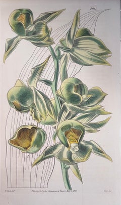 Set of Six Fine Antique British Hand Coloured Botanical Prints, circa 1900's