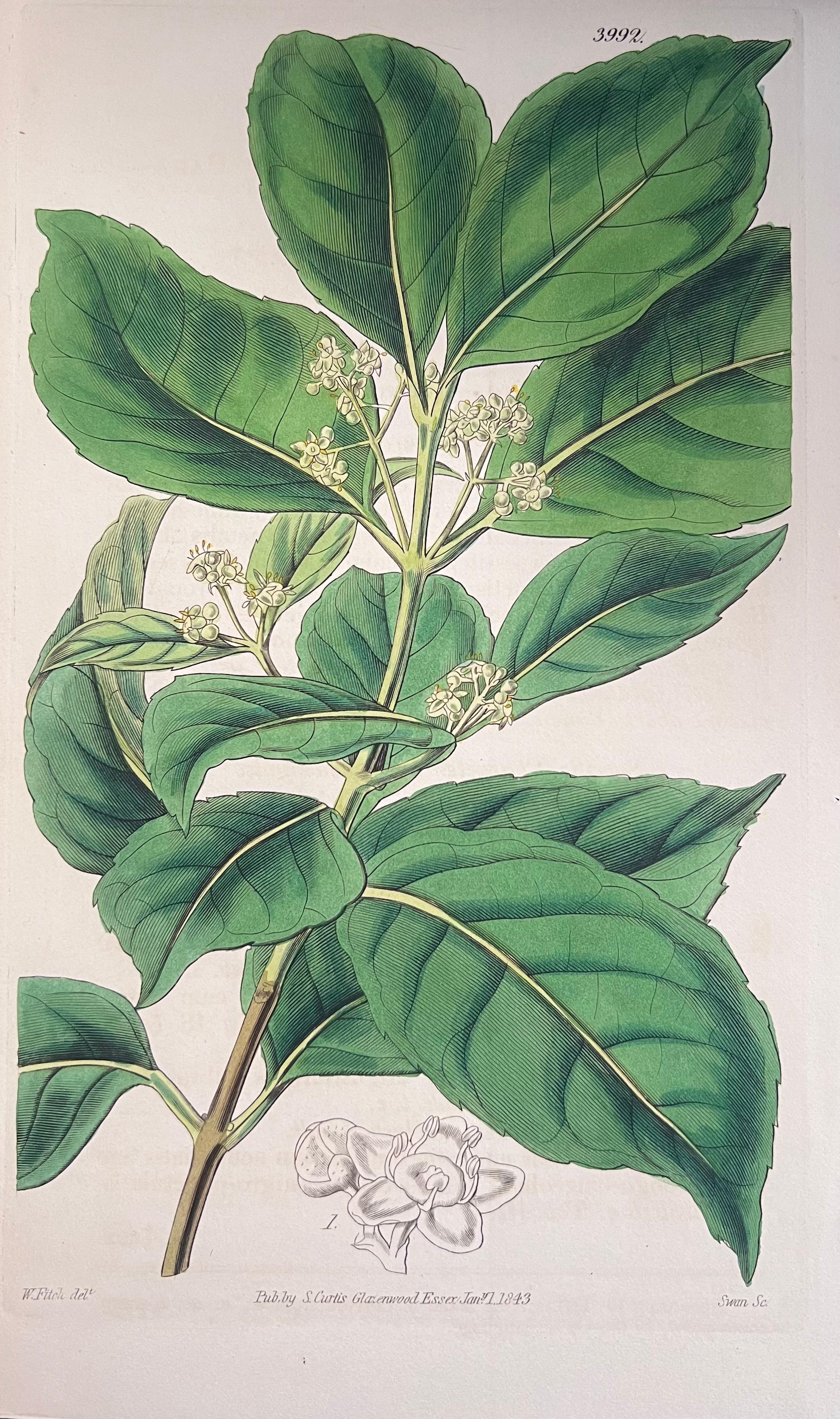 Set of Six Fine Antique British Hand Coloured Botanical Prints, circa 1900's - Art Deco Art by Unknown