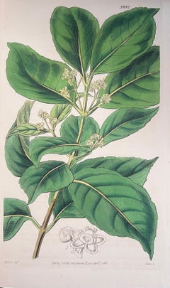 Set of Six Fine Antique British Hand Coloured Botanical Prints, circa 1900's