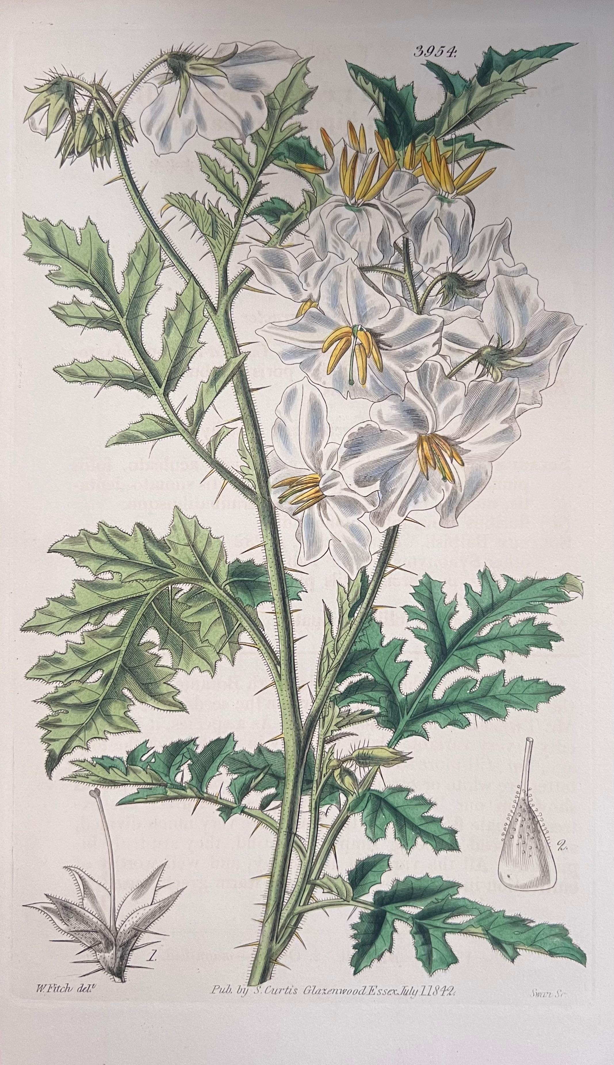 Set of Six Fine Antique British Hand Coloured Botanical Prints, circa 1900's - Gray Still-Life Print by Unknown