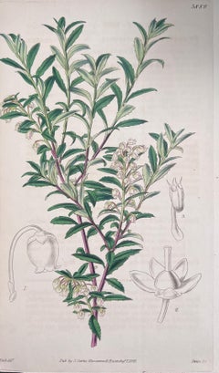 Set of Six Fine Antique British Hand Coloured Botanical Prints, circa 1900's