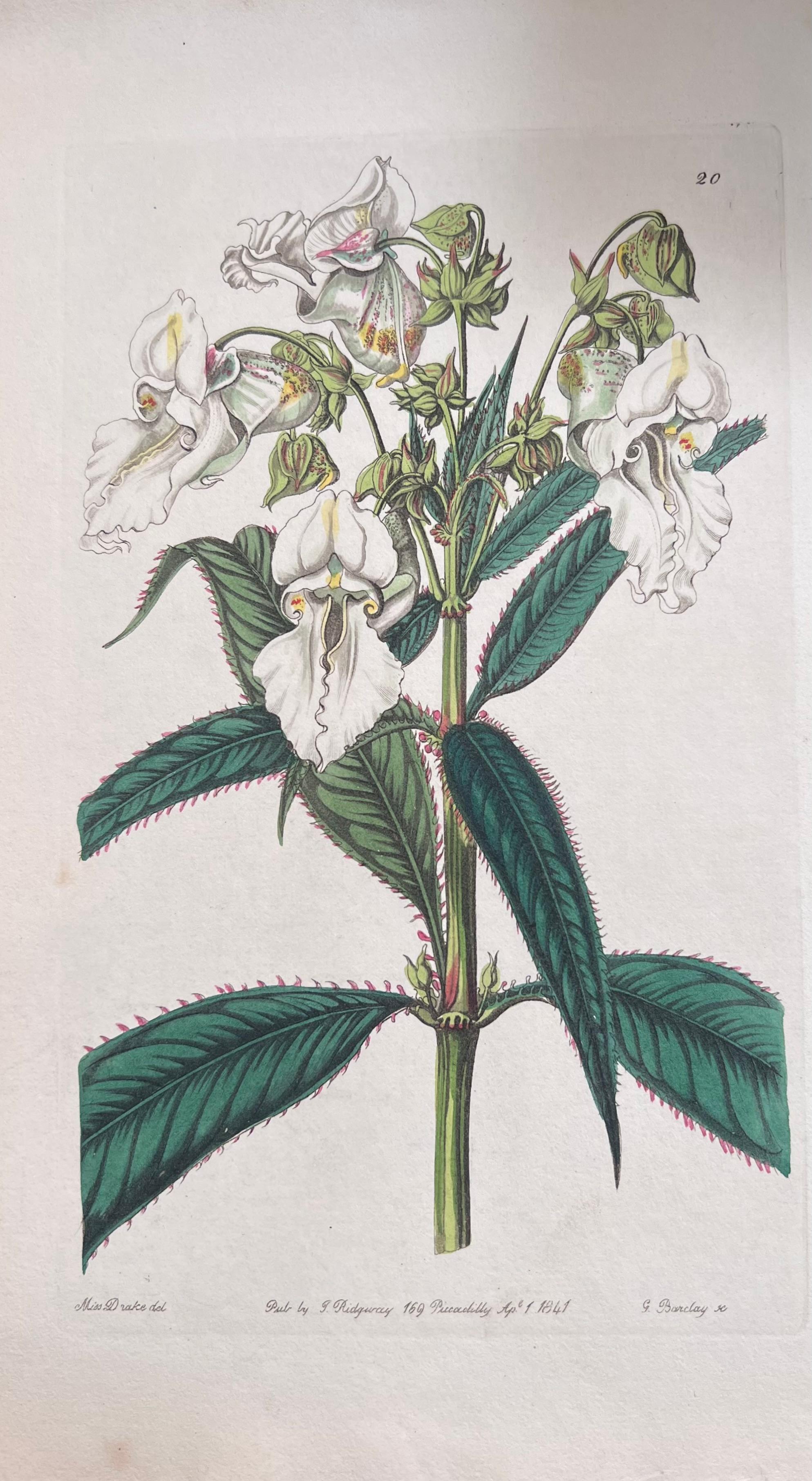 Set of Six Fine Antique British Hand Coloured Botanical Prints, circa 1900's - Gray Still-Life Print by Unknown