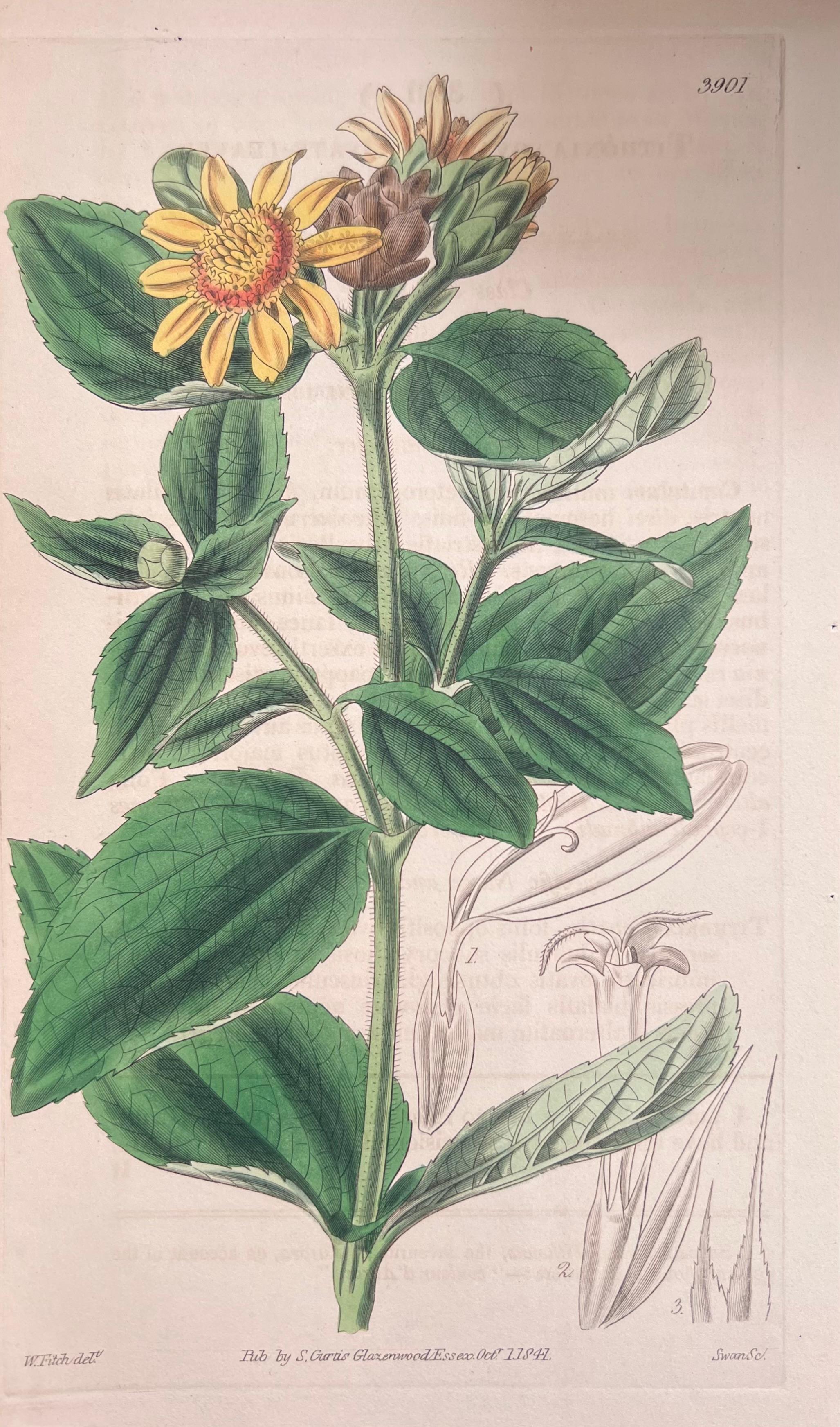 Set of Six Fine Antique British Hand Coloured Botanical Prints, circa 1900's - Art Deco Art by Unknown