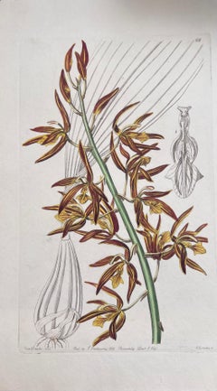 Set of Six Fine Antique British Hand Coloured Botanical Prints, circa 1900's