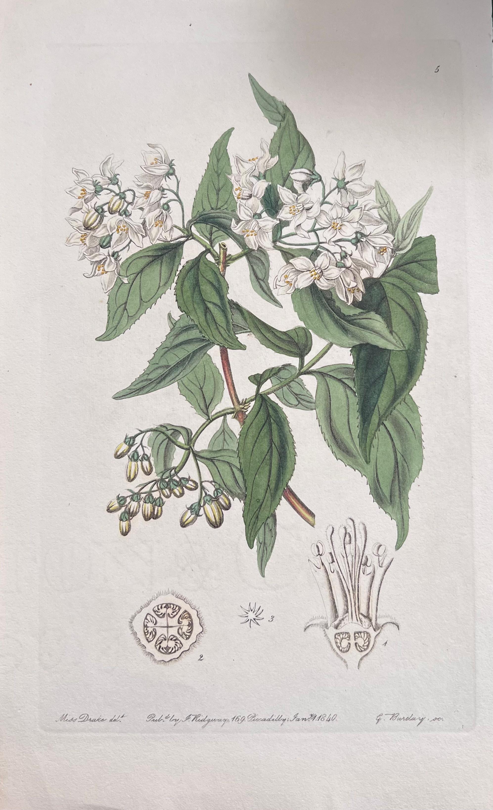 Set of Six Fine Antique British Hand Coloured Botanical Prints, circa 1900's - Art Deco Art by Unknown