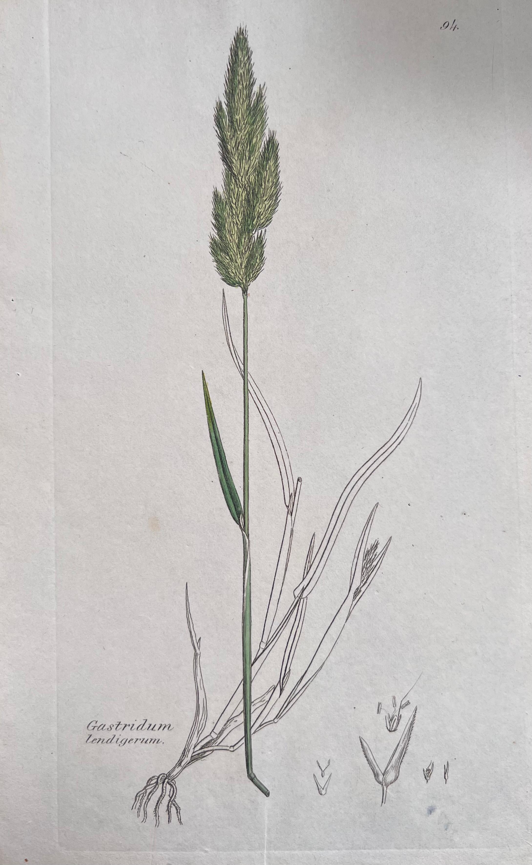 Set of Six Fine Antique British Hand Coloured Botanical Prints, circa 1900's - Art Deco Art by Unknown