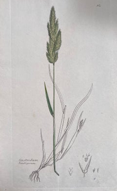 Satz von sechs feinen antiken britischen handkolorierten botanischen Drucken, um 1900