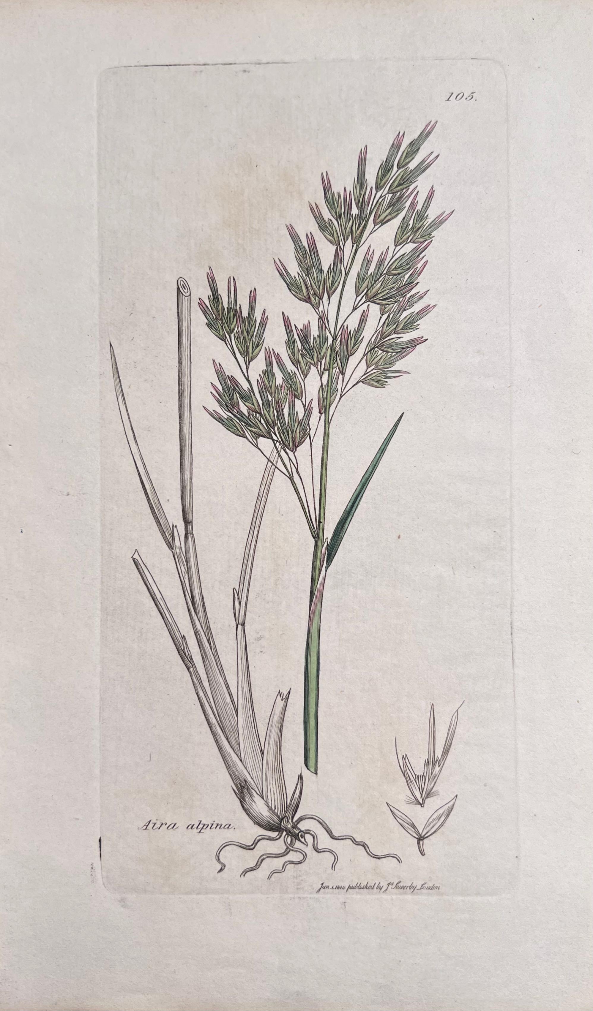 Set of Six Fine Antique British Hand Coloured Botanical Prints, circa 1900's - Art Deco Art by Unknown