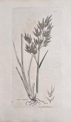 Set of Six Fine Antique British Hand Coloured Botanical Prints, circa 1900's