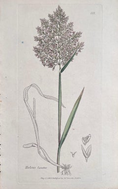 Set of Six Fine Antique British Hand Coloured Botanical Prints, circa 1900's