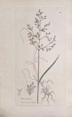 Satz von sechs feinen antiken britischen handkolorierten botanischen Drucken, um 1900