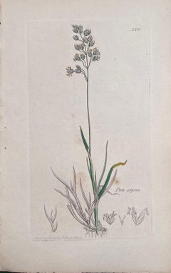 Satz von sechs feinen antiken britischen handkolorierten botanischen Drucken, um 1900