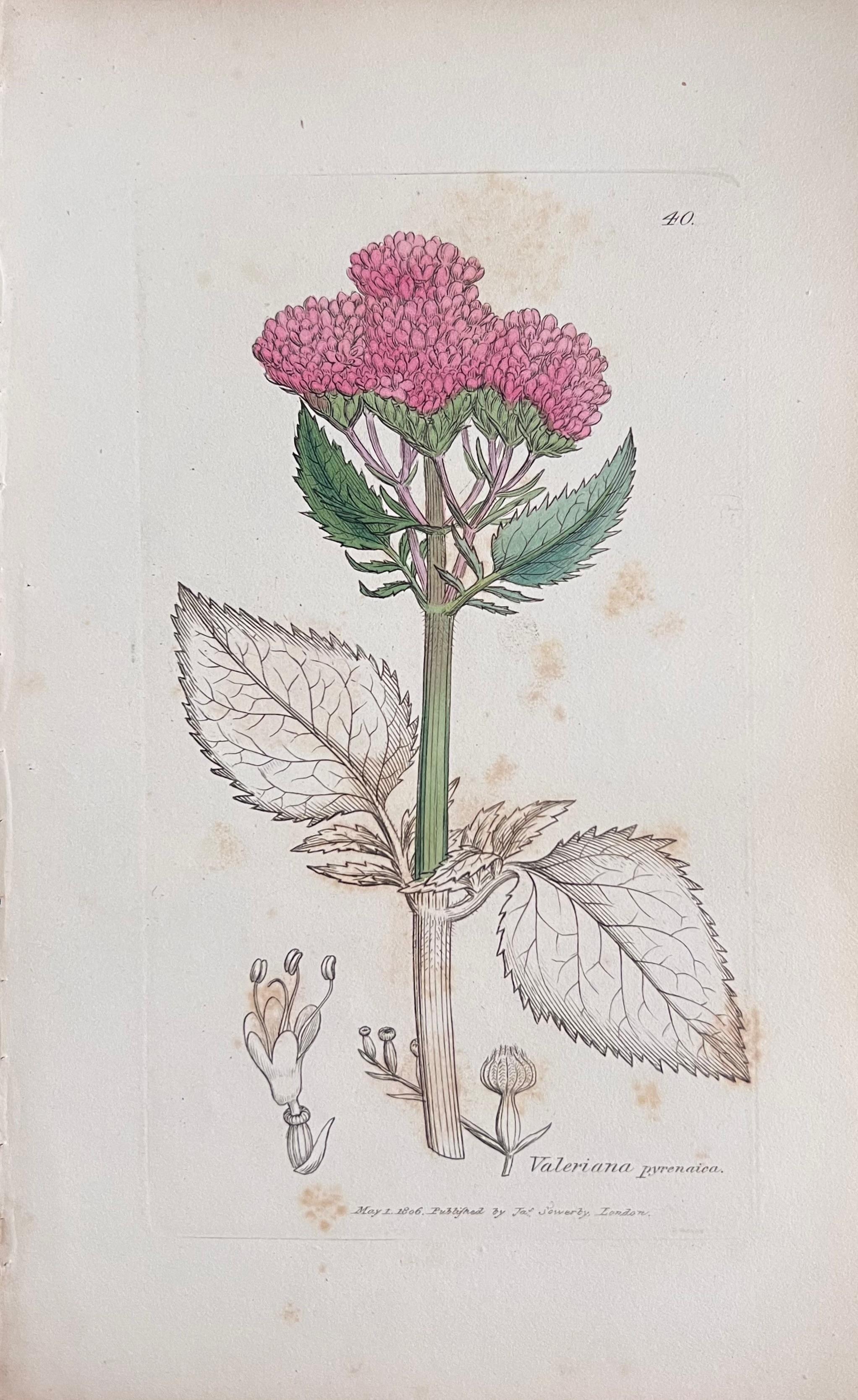 Conjunto de seis finos grabados botánicos británicos antiguos coloreados a mano, alrededor de 1900 - Print Art Decó de Unknown