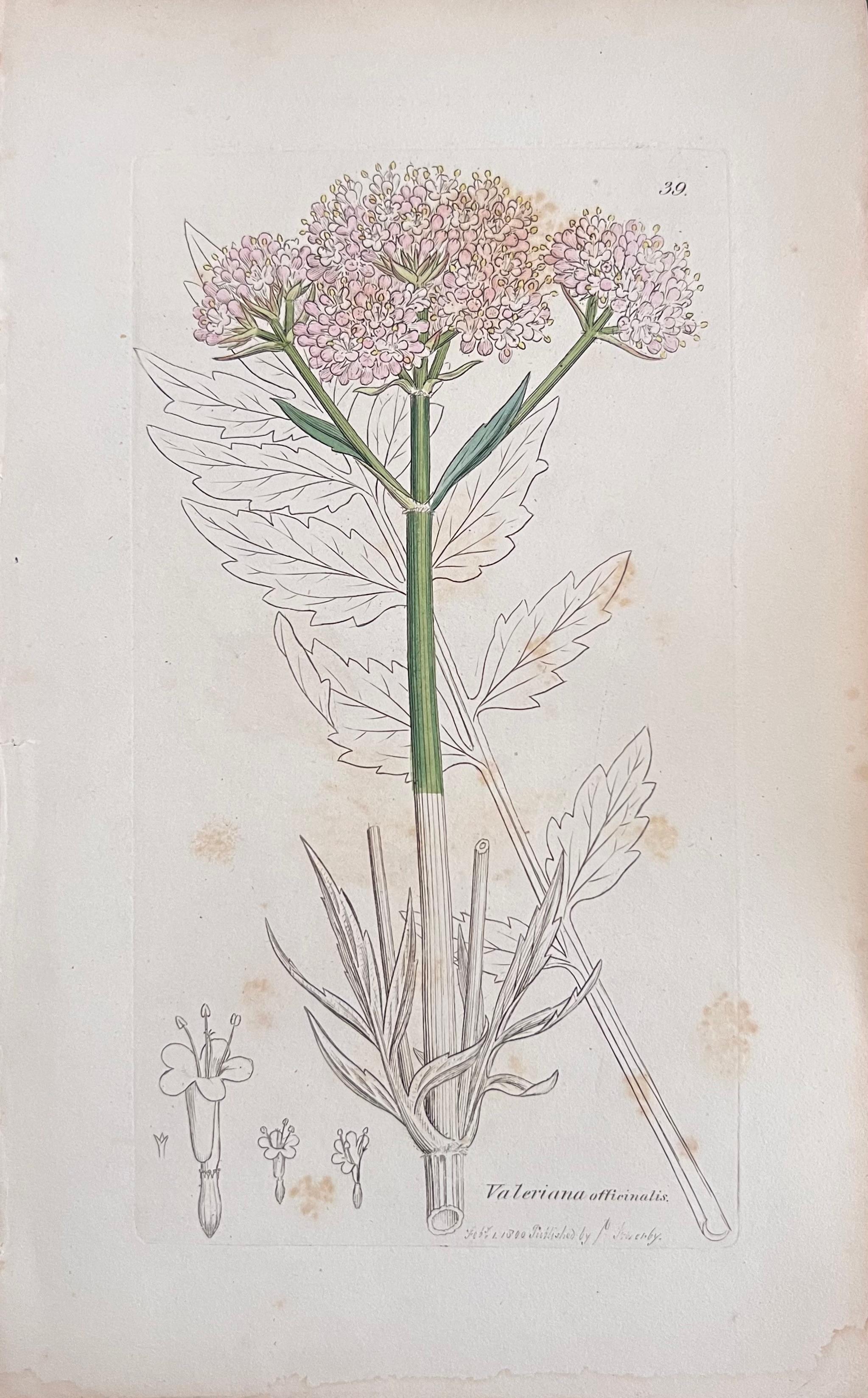 Conjunto de seis estampas/litografías y grabados botánicos coloreados a mano
Publicado por G. Ridgway, S. Curtis, W. Baxter y W. Fitch
Principios de mediados del siglo XIX
Tamaño: imagen: 8,5 x 5,5 pulgadas
Procedencia: colección privada,