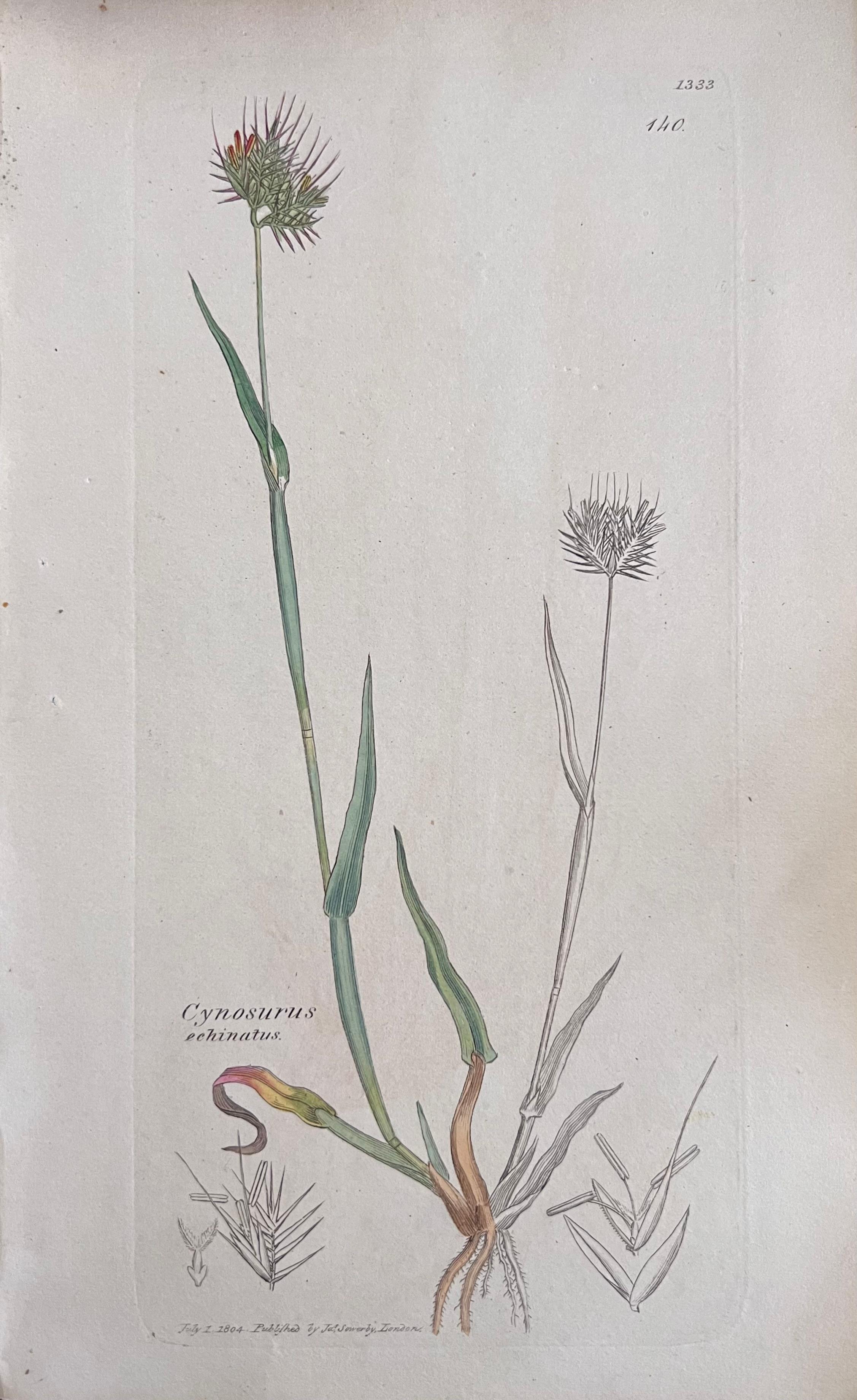 Conjunto de seis estampas/litografías y grabados botánicos coloreados a mano
Publicado por G. Ridgway, S. Curtis, W. Baxter y W. Fitch
Principios de mediados del siglo XIX
Tamaño: imagen: 8,5 x 5,5 pulgadas
Procedencia: colección privada,