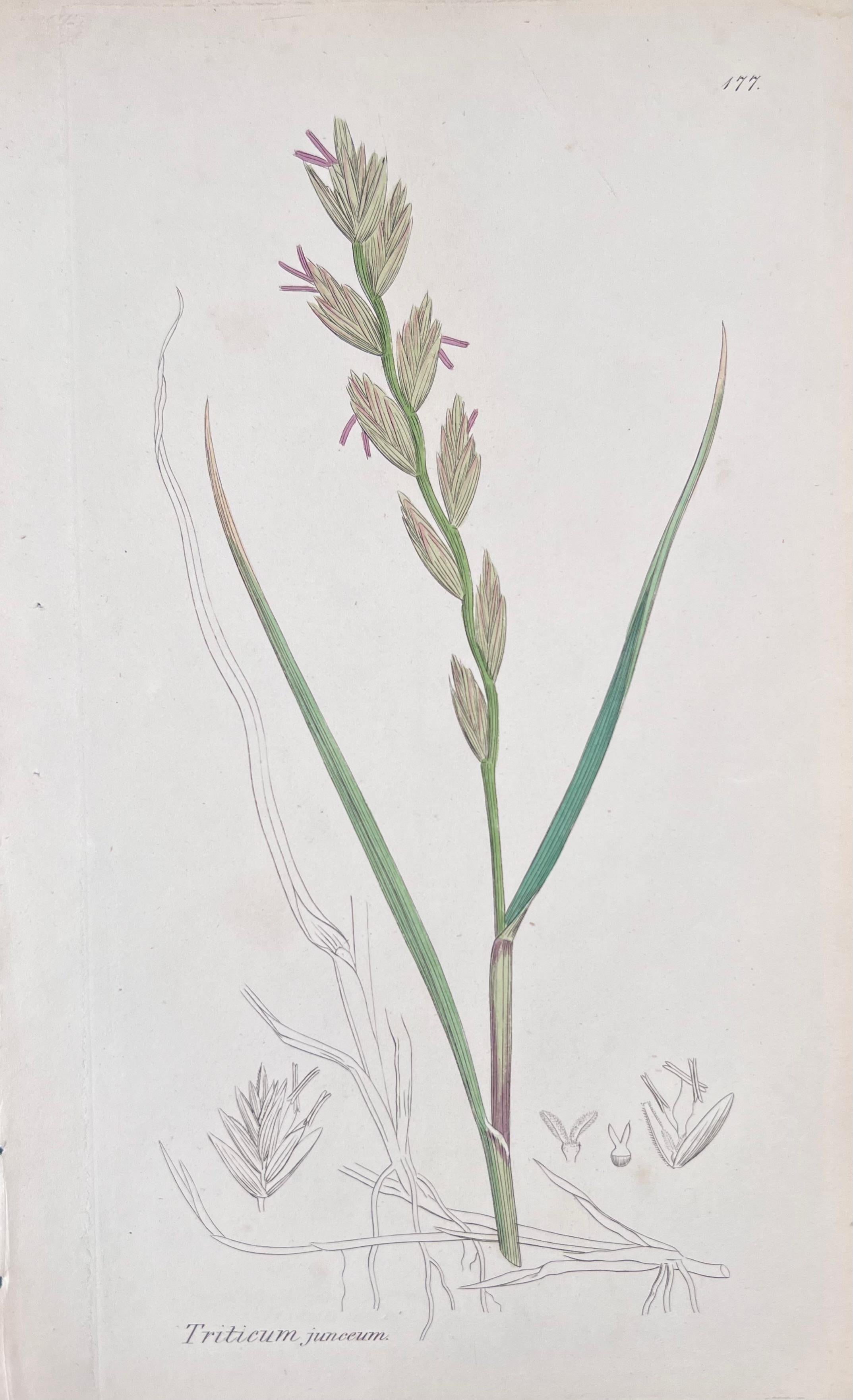 Set of Six Hand Coloured Botanical Prints/Lithographs and Engravings
Published by G. Ridgway, S. Curtis, W. Baxter and W. Fitch
Early Mid 19th Century
Size: image: 8.5 x 5.5 inches
Provenance: private collection, London.
Condition: The botanicals