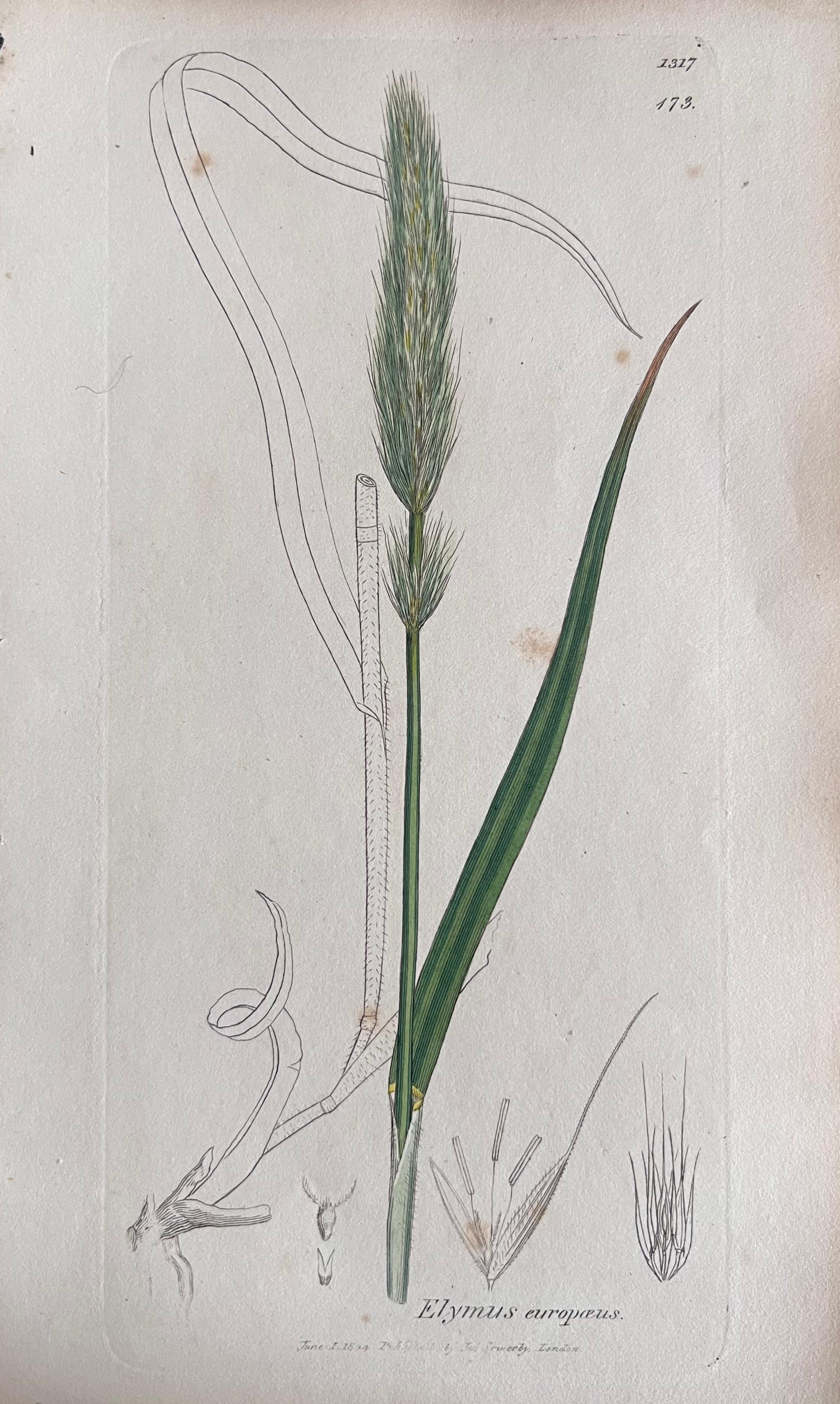 Set of Six Hand Coloured Botanical Prints/Lithographs and Engravings
Published by G. Ridgway, S. Curtis, W. Baxter and W. Fitch
Early Mid 19th Century
Size: image: 8.5 x 5.5 inches
Provenance: private collection, London.
Condition: The botanicals